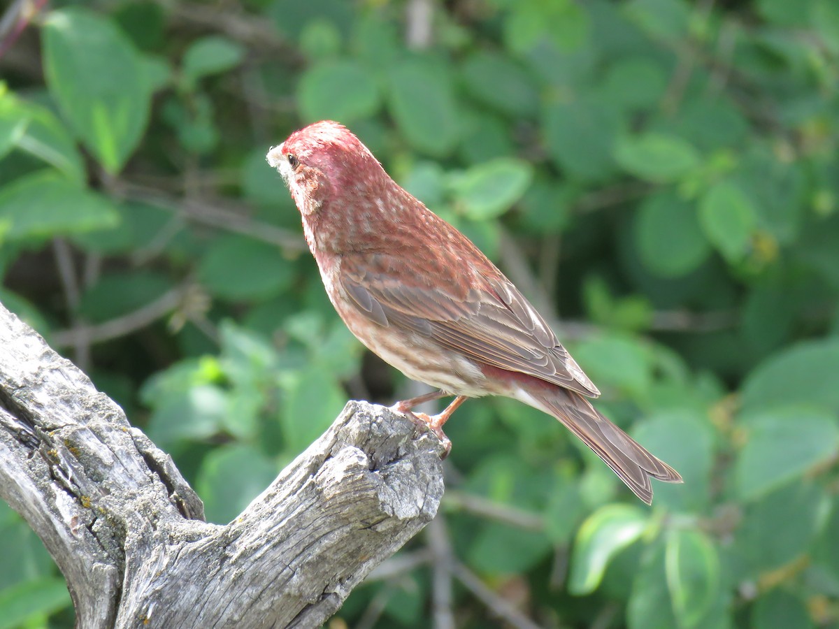 Purple Finch - ML620244531