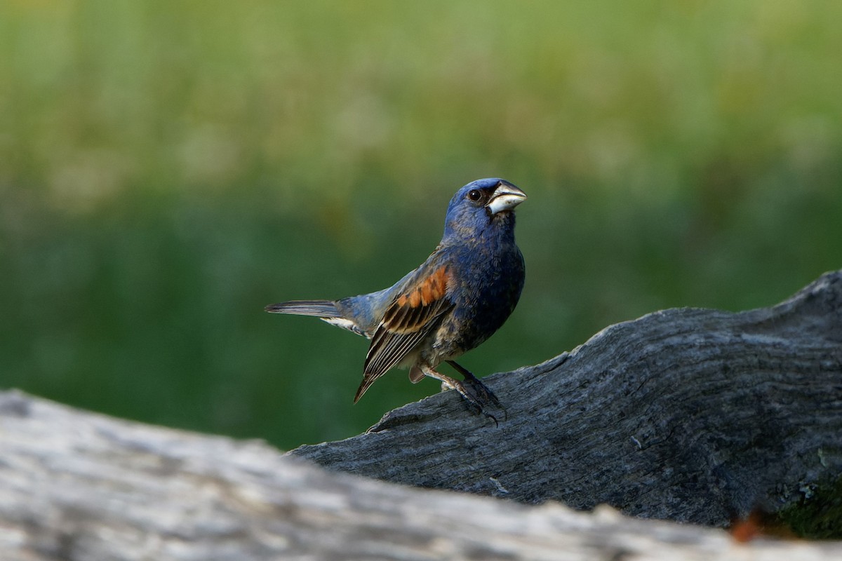 Blue Grosbeak - chris contakos