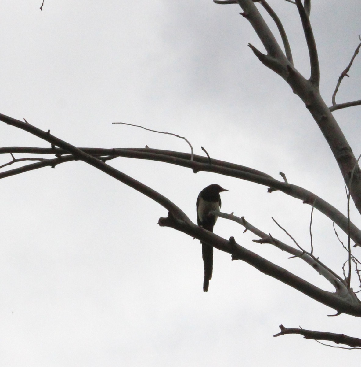 Black-billed Magpie - ML620244539