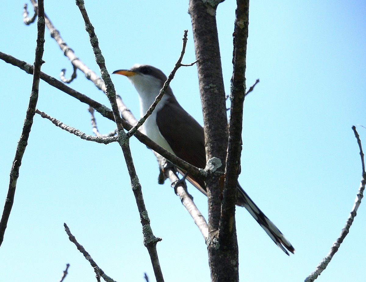 Yellow-billed Cuckoo - ML620244542