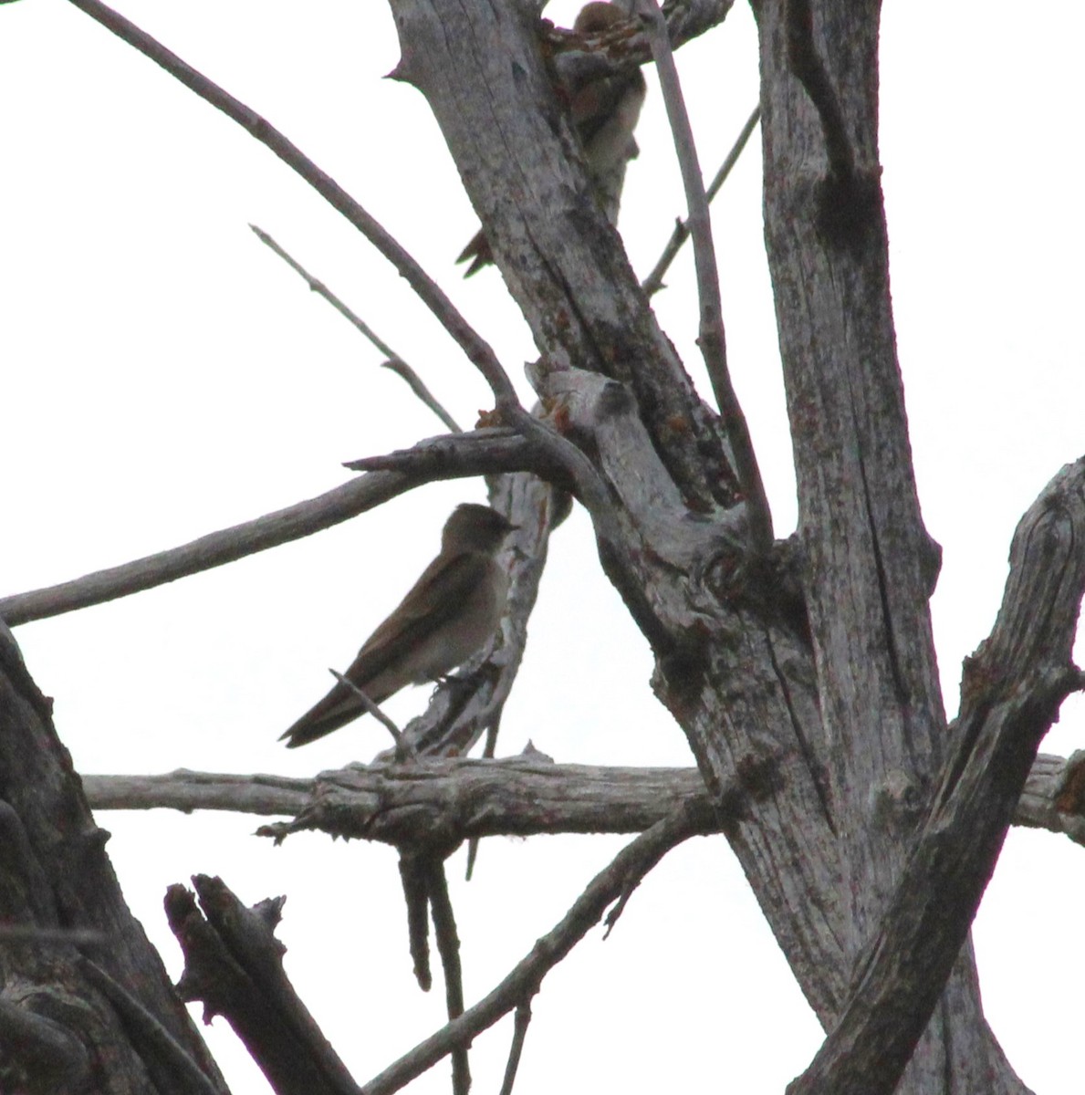 Golondrina Aserrada - ML620244546