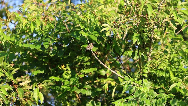 Yakut Boğazlı Kolibri - ML620244557