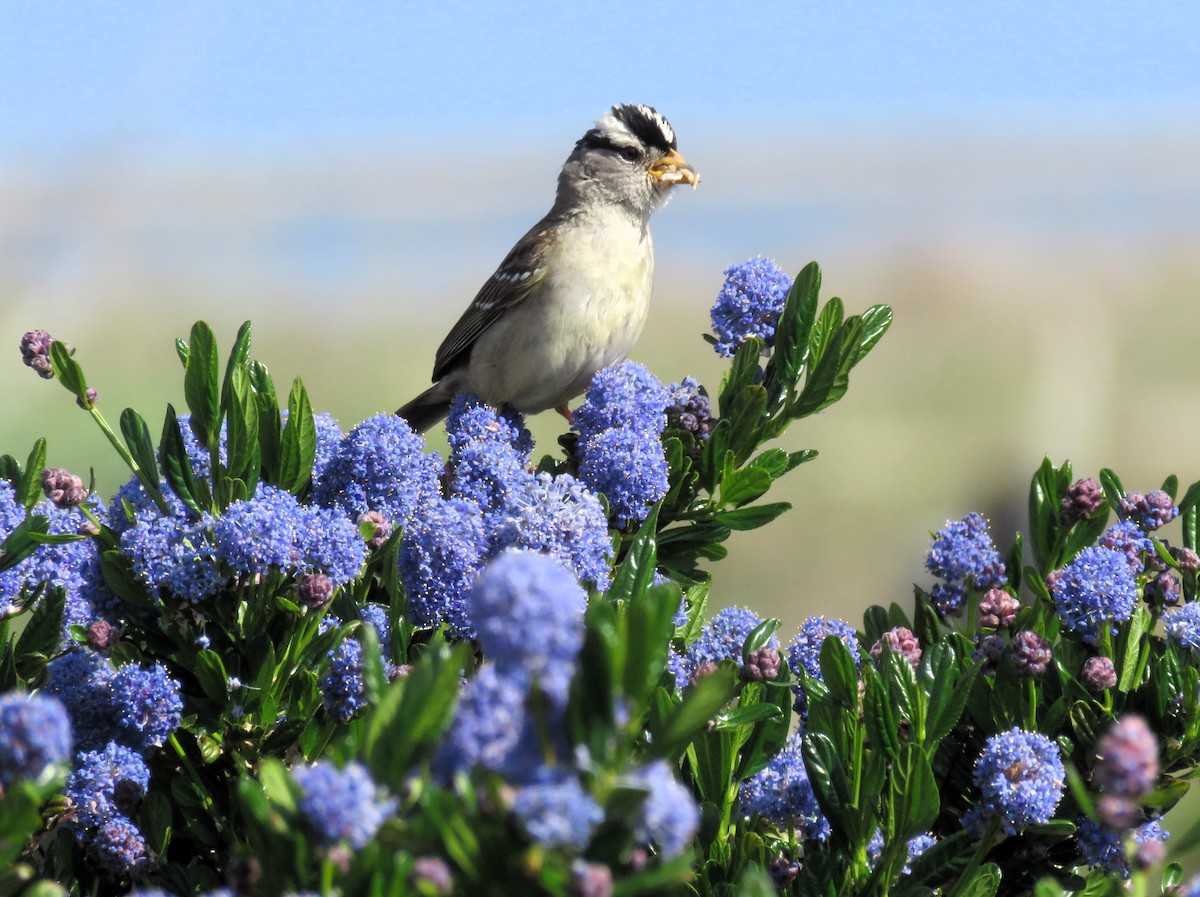 White-crowned Sparrow - ML620244559