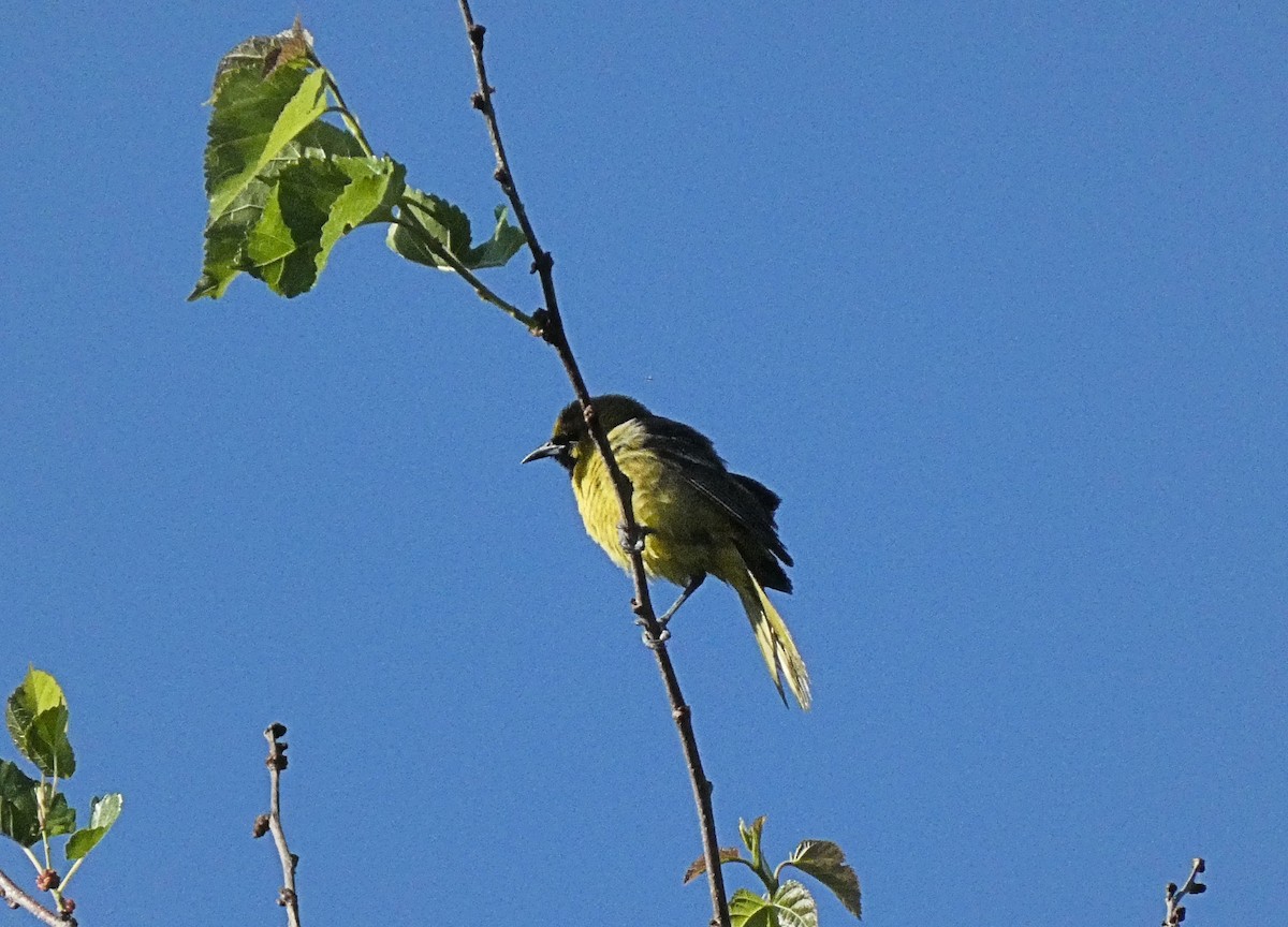 Orchard Oriole - ML620244563