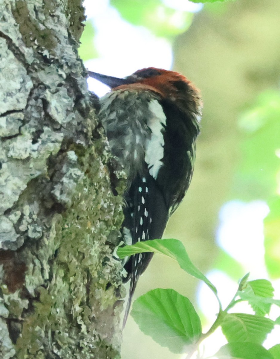 Red-breasted Sapsucker - ML620244572