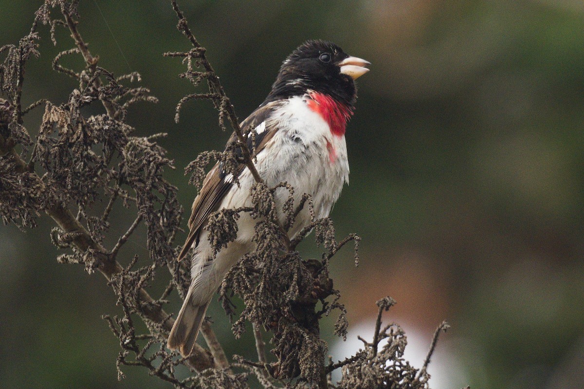 Rose-breasted Grosbeak - ML620244574