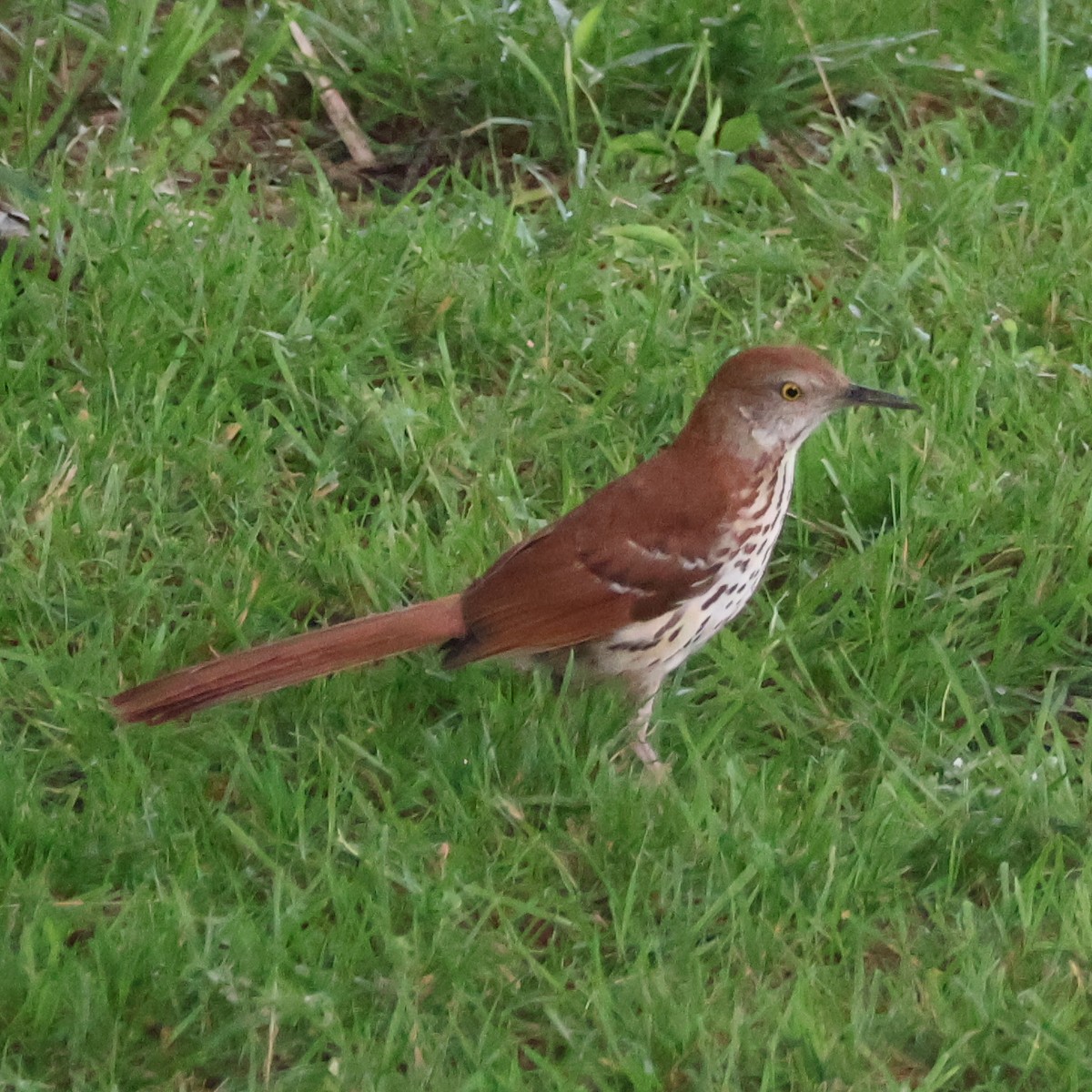 Brown Thrasher - ML620244577