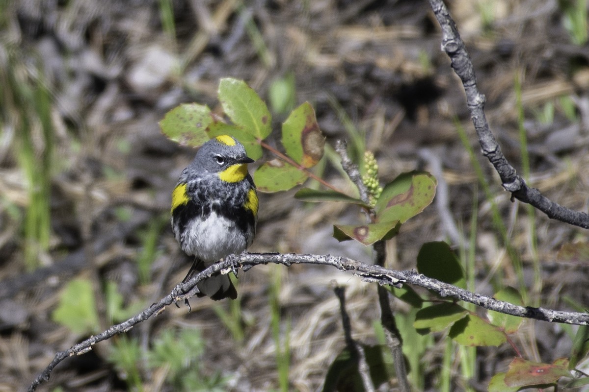 Yellow-rumped Warbler (Audubon's) - ML620244579