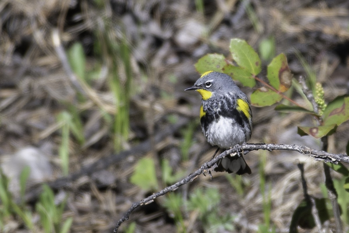 Yellow-rumped Warbler (Audubon's) - ML620244580