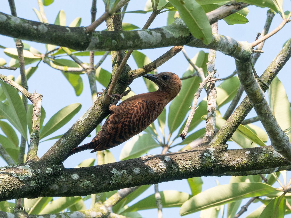 Rufous Woodpecker - ML620244587