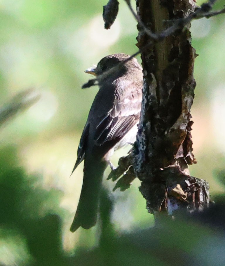 Western Wood-Pewee - ML620244590