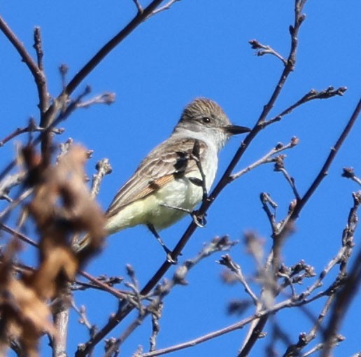 Ash-throated Flycatcher - ML620244594