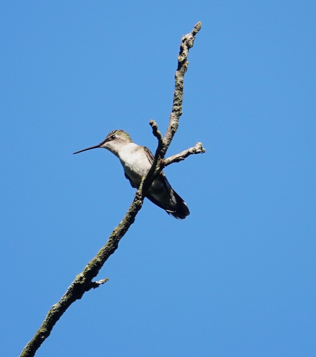 Ruby-throated Hummingbird - ML620244601