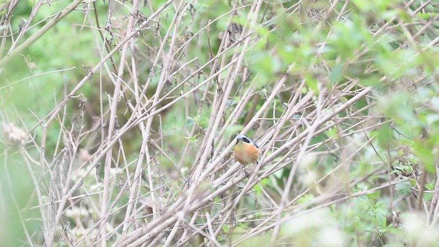 Fawn-breasted Tanager - ML620244606