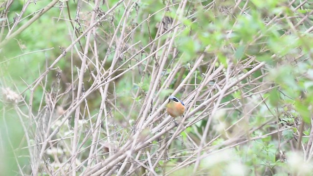 Fawn-breasted Tanager - ML620244606