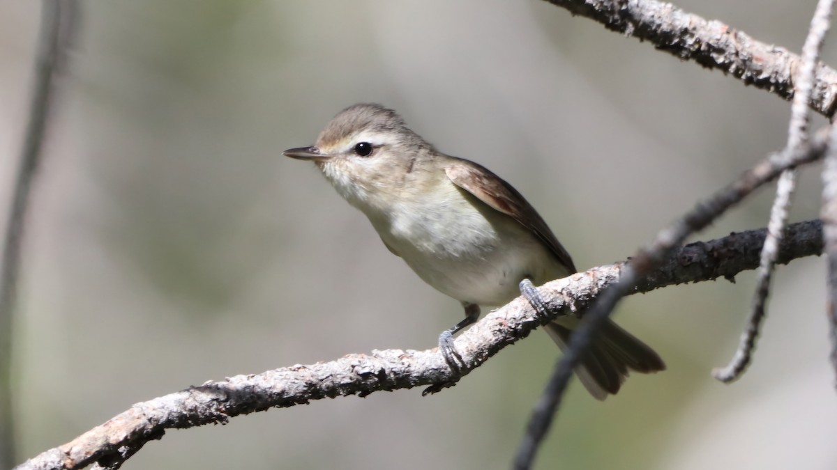 Warbling Vireo - ML620244607