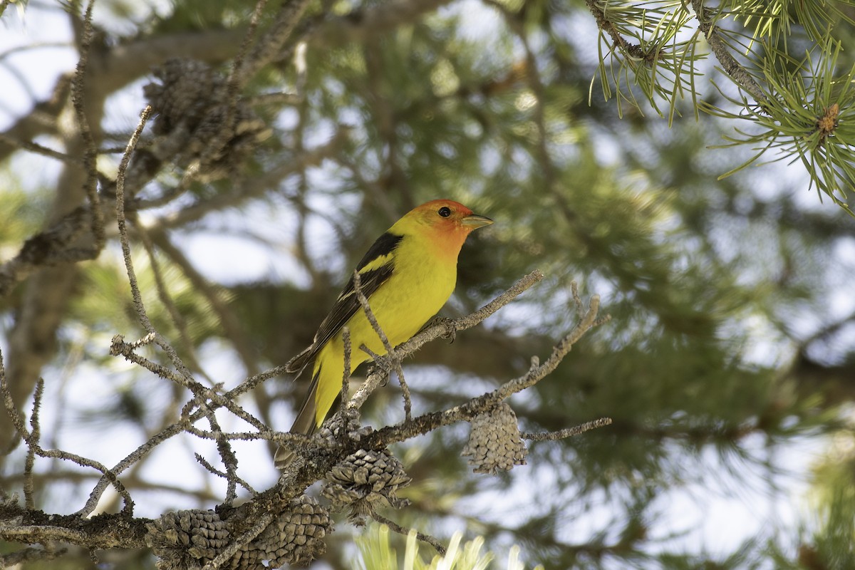 Western Tanager - ML620244617