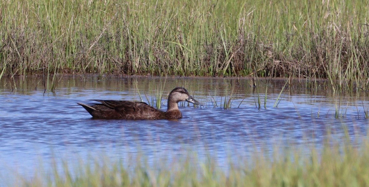 Canard noir - ML620244618