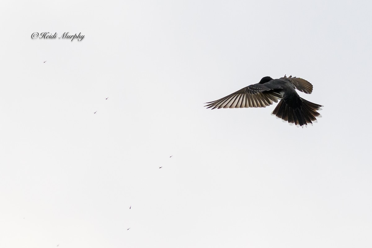 Eastern Kingbird - ML620244623