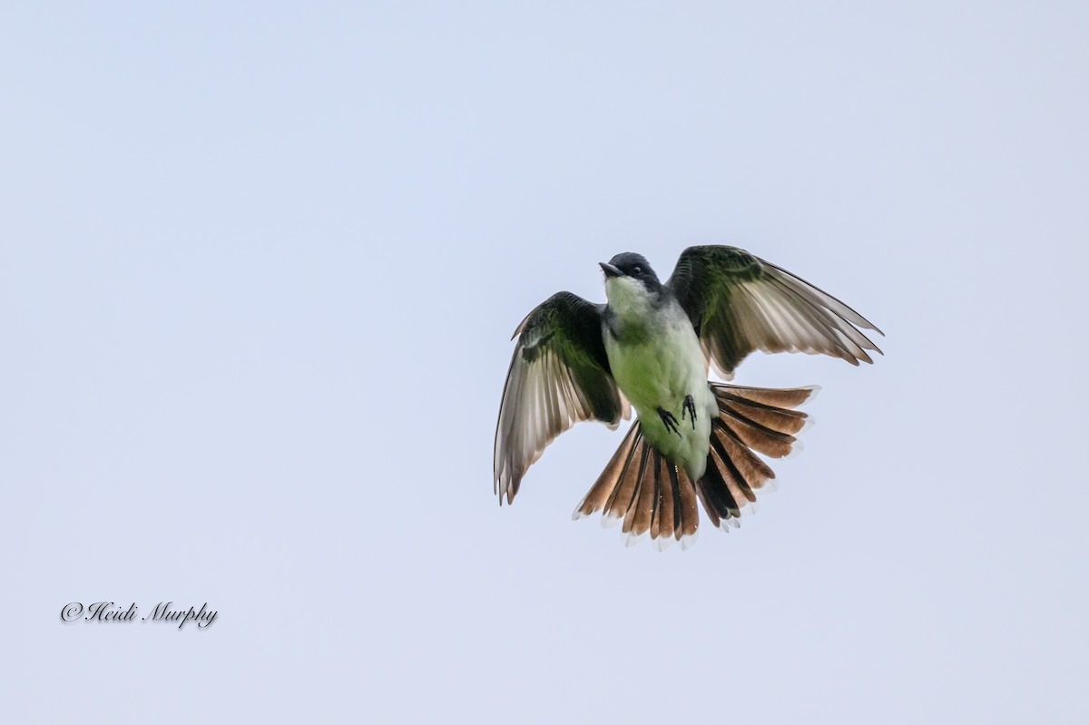 Eastern Kingbird - ML620244626