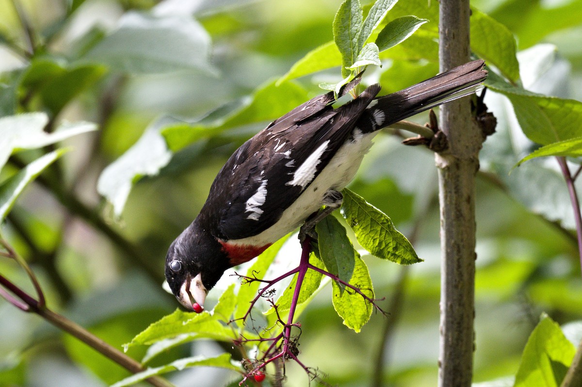 Rose-breasted Grosbeak - ML620244630