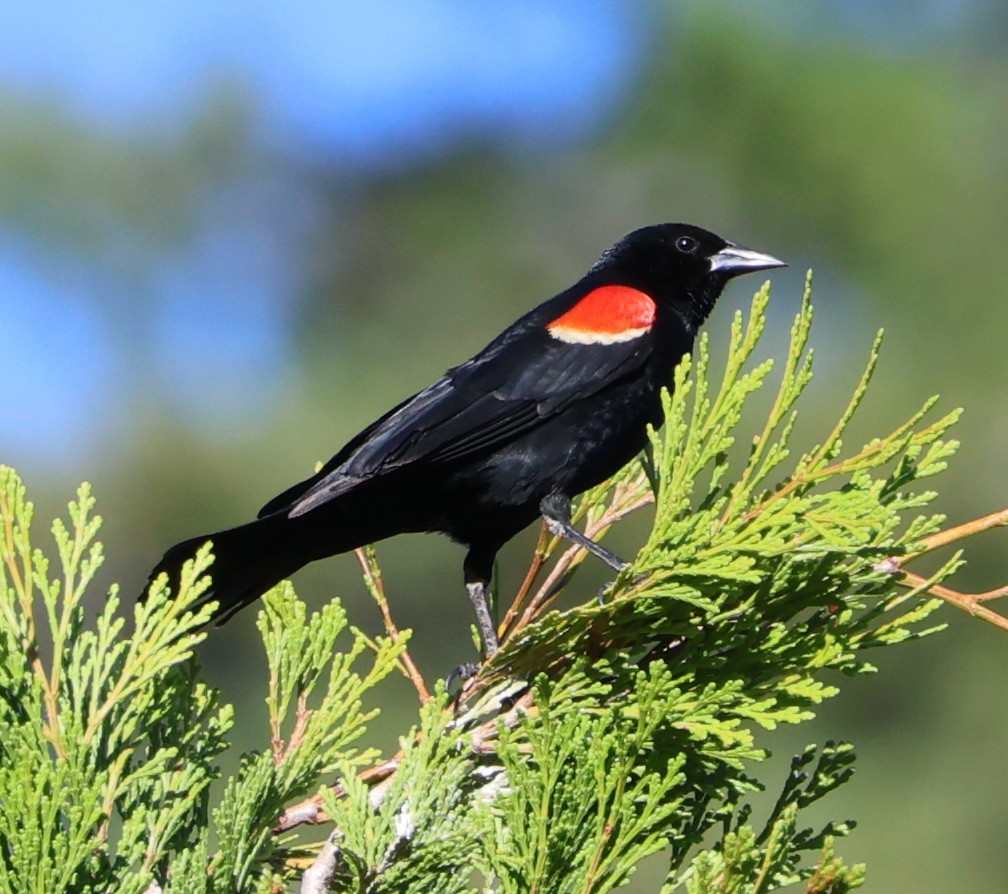 Red-winged Blackbird - ML620244635