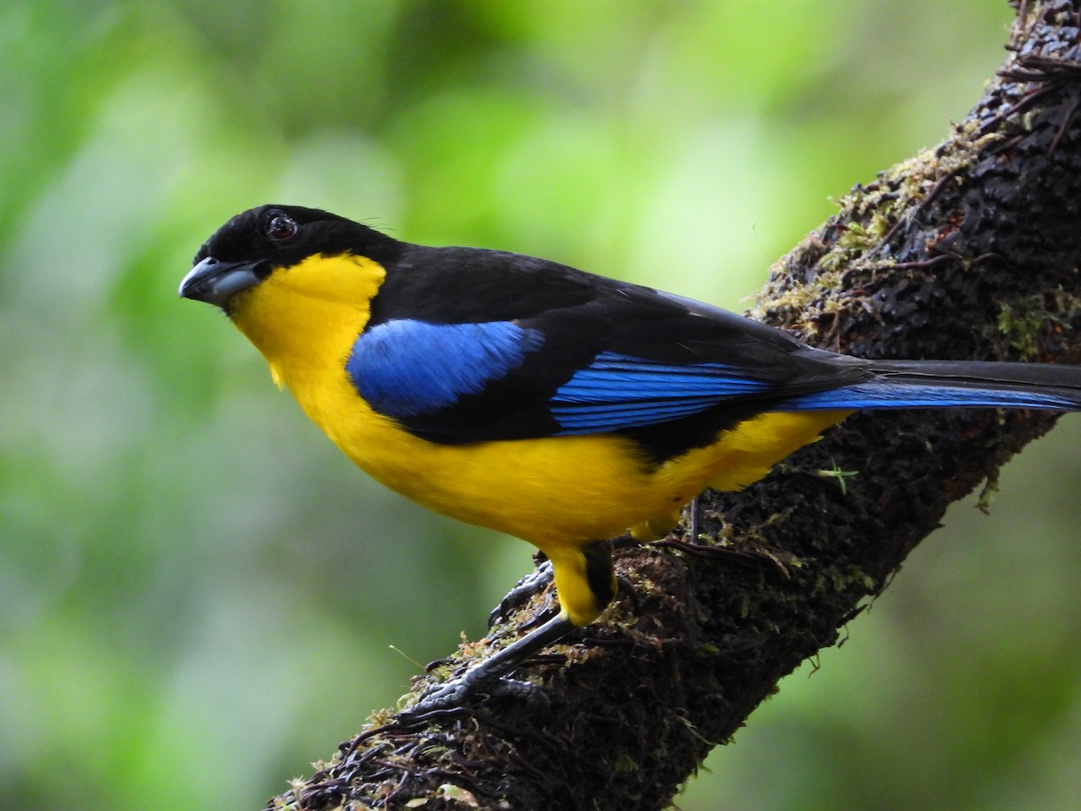 Blue-winged Mountain Tanager - ML620244636
