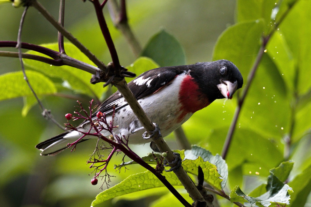 Rose-breasted Grosbeak - ML620244637