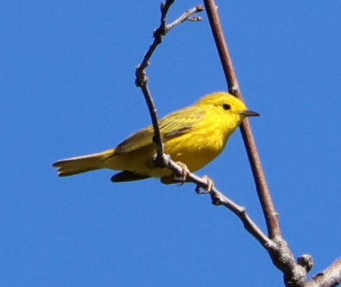 Yellow Warbler - ML620244643