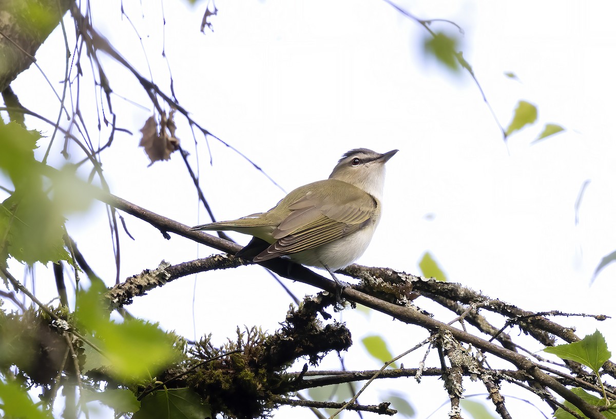 Red-eyed Vireo - ML620244655