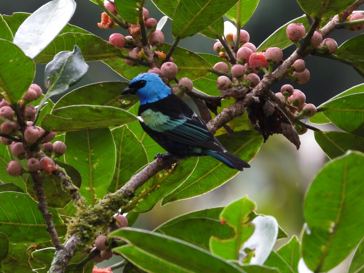 Blue-necked Tanager - ML620244656