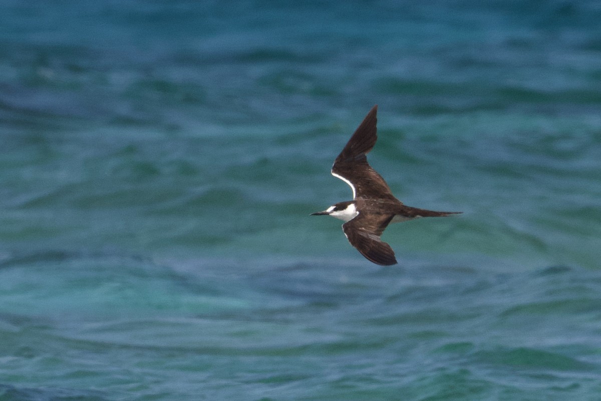 Sooty Tern - ML620244657