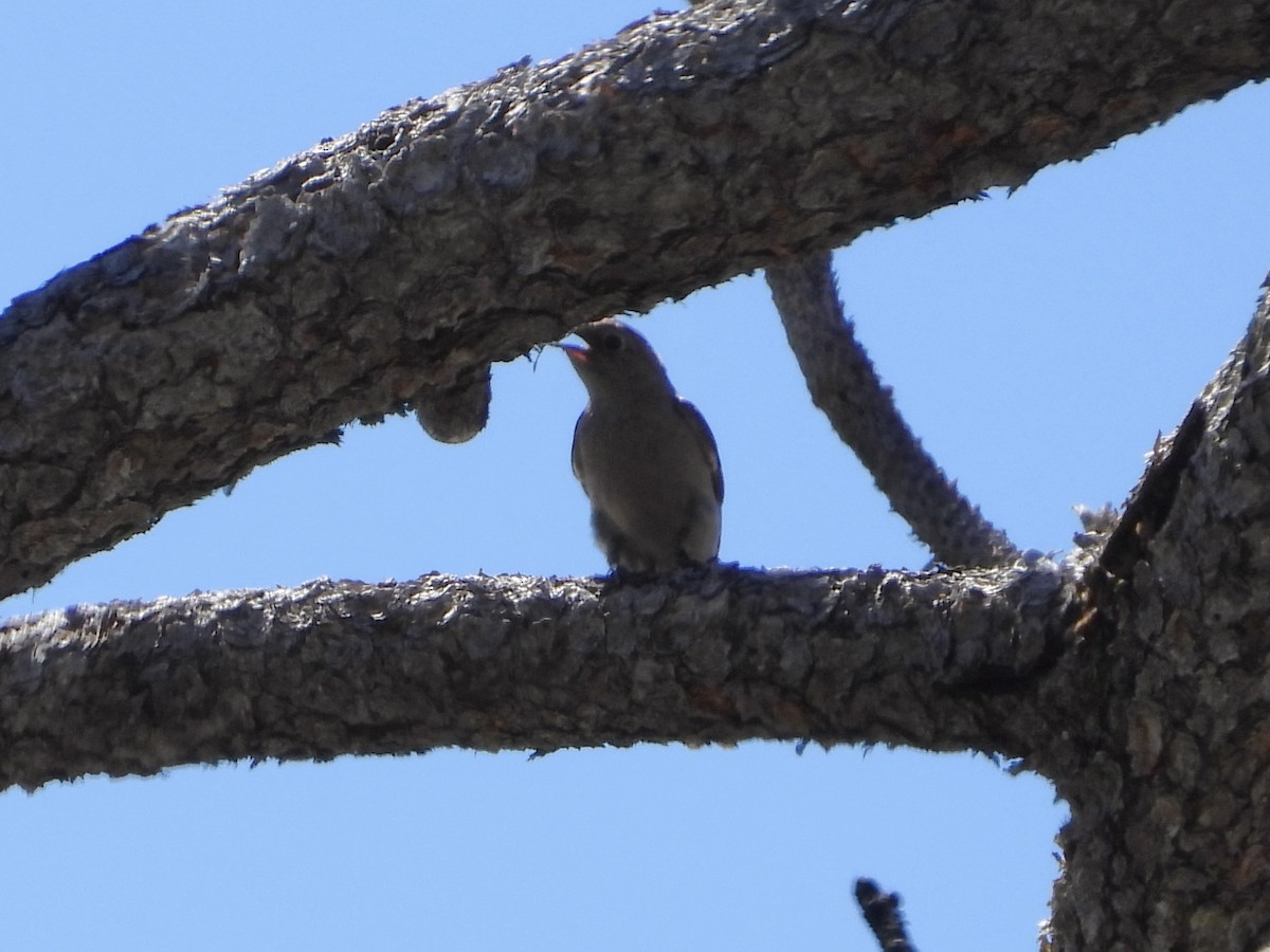 Townsend's Solitaire - ML620244668