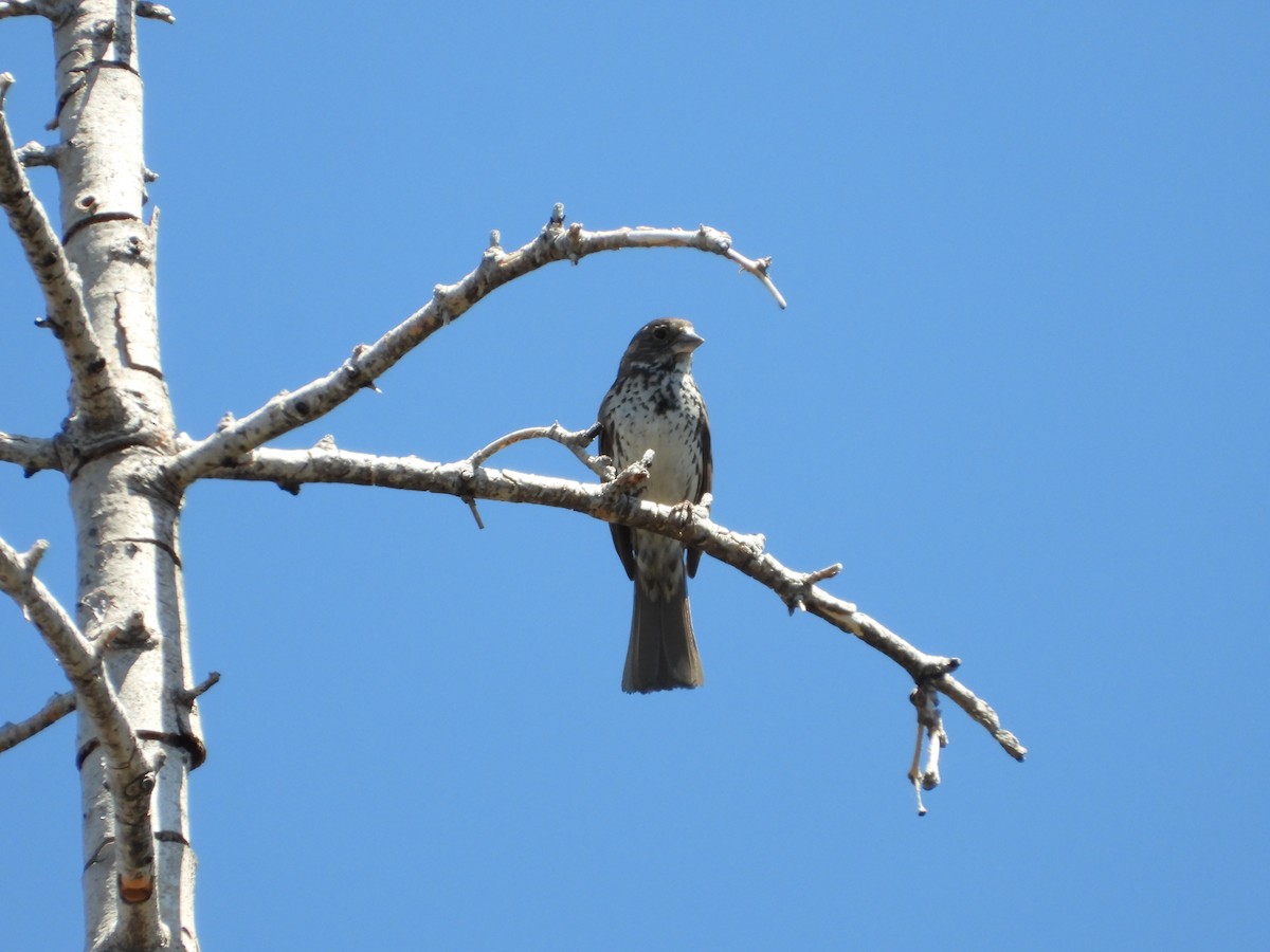 Fox Sparrow - Stephanie Stragier