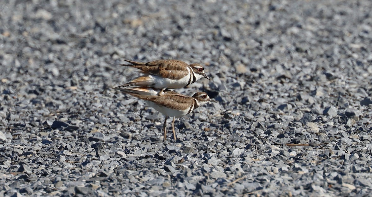 Killdeer - ML620244679