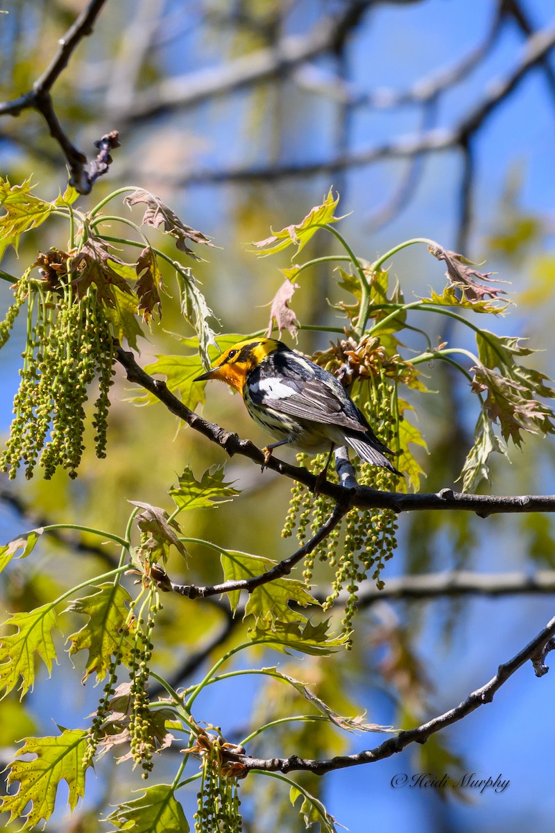 Blackburnian Warbler - ML620244682