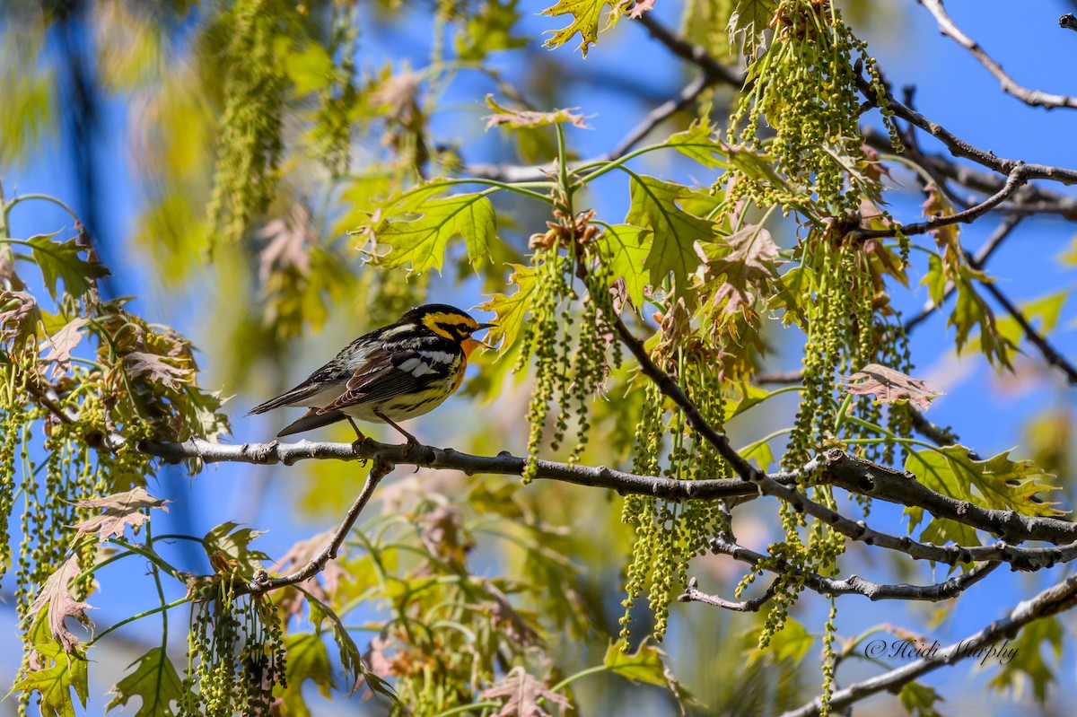 Blackburnian Warbler - ML620244683