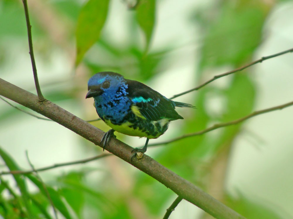 Turquoise Tanager - Jeff Bouton