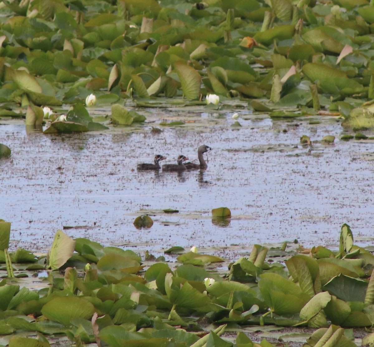 Pied-billed Grebe - ML620244688