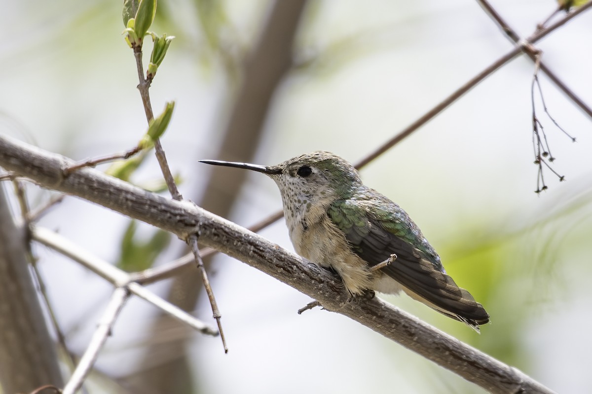 Broad-tailed Hummingbird - ML620244697