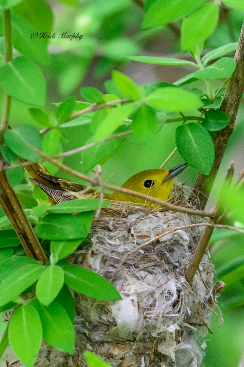 Paruline jaune - ML620244704