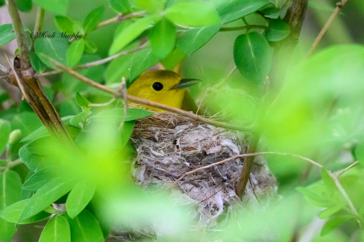 Paruline jaune - ML620244707