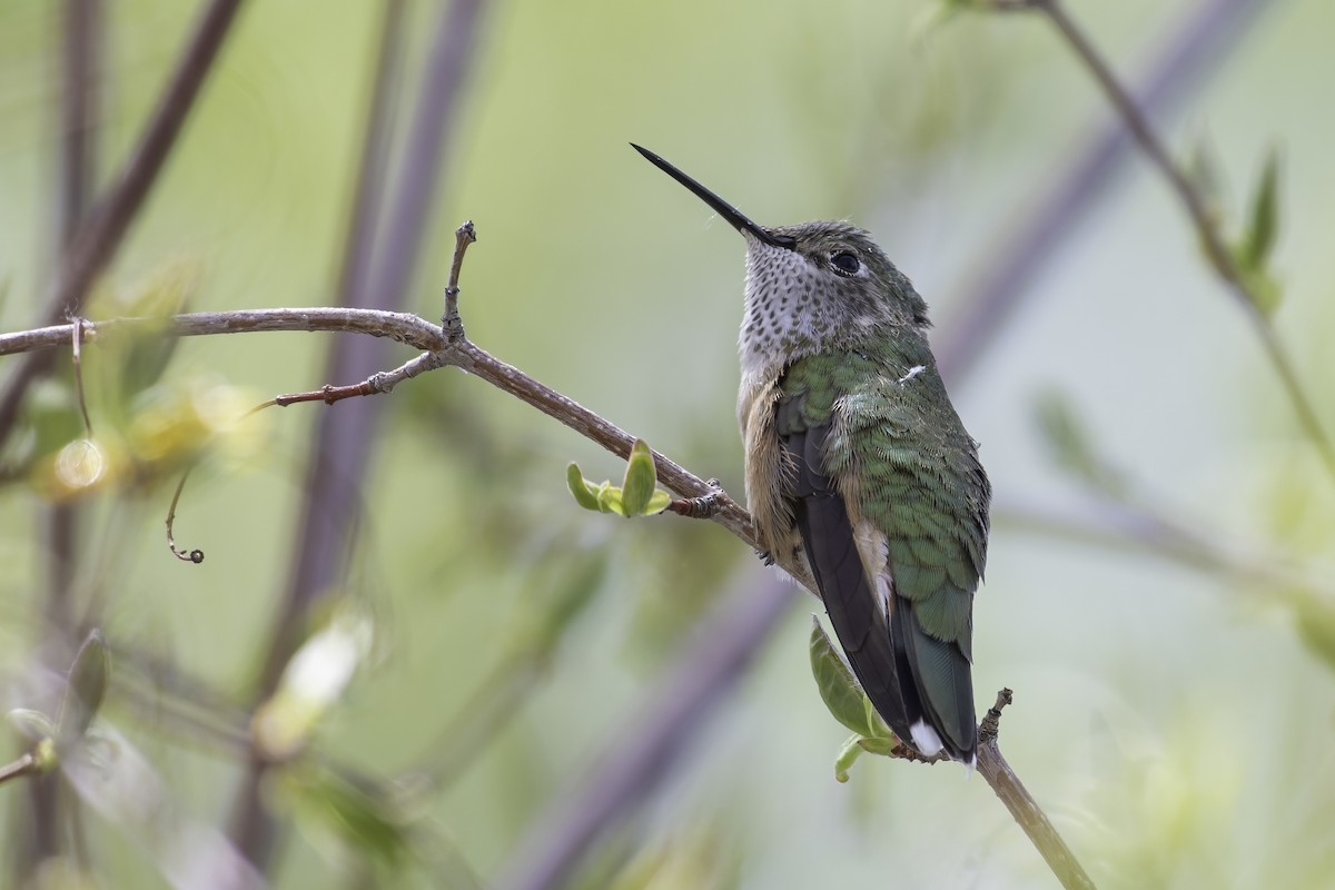 Broad-tailed Hummingbird - ML620244709