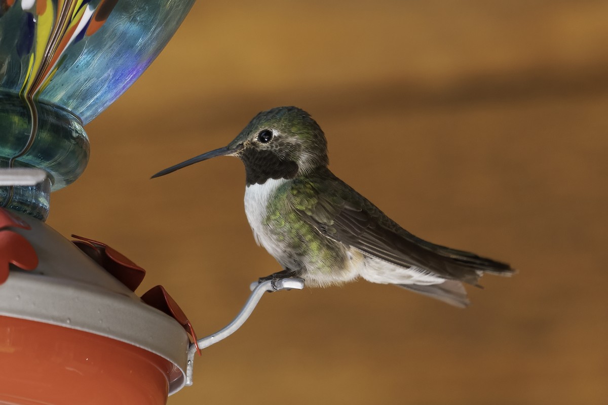 Broad-tailed Hummingbird - ML620244715