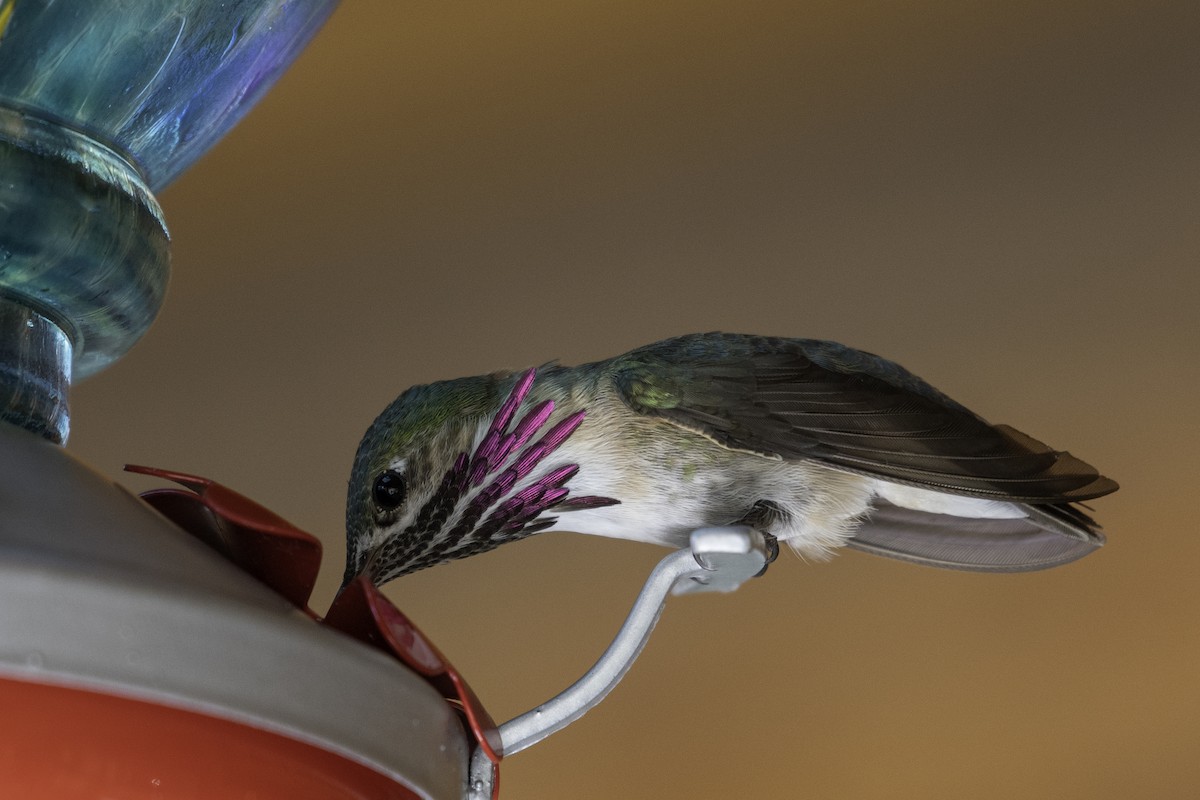 Calliope Hummingbird - ML620244717
