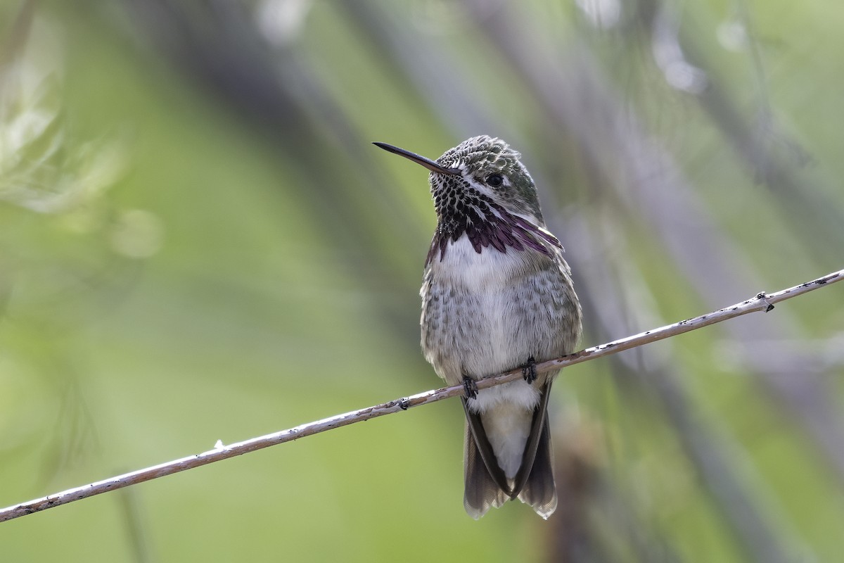 Calliope Hummingbird - ML620244719