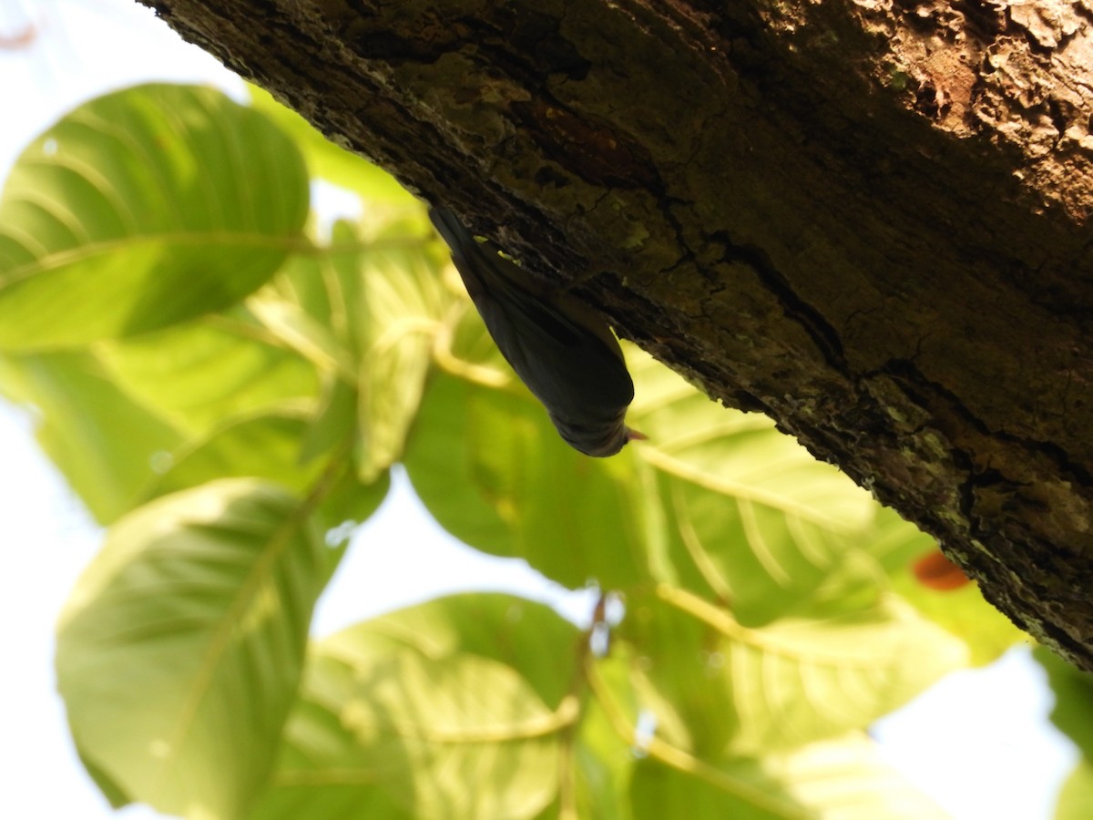 Velvet-fronted Nuthatch - ML620244721