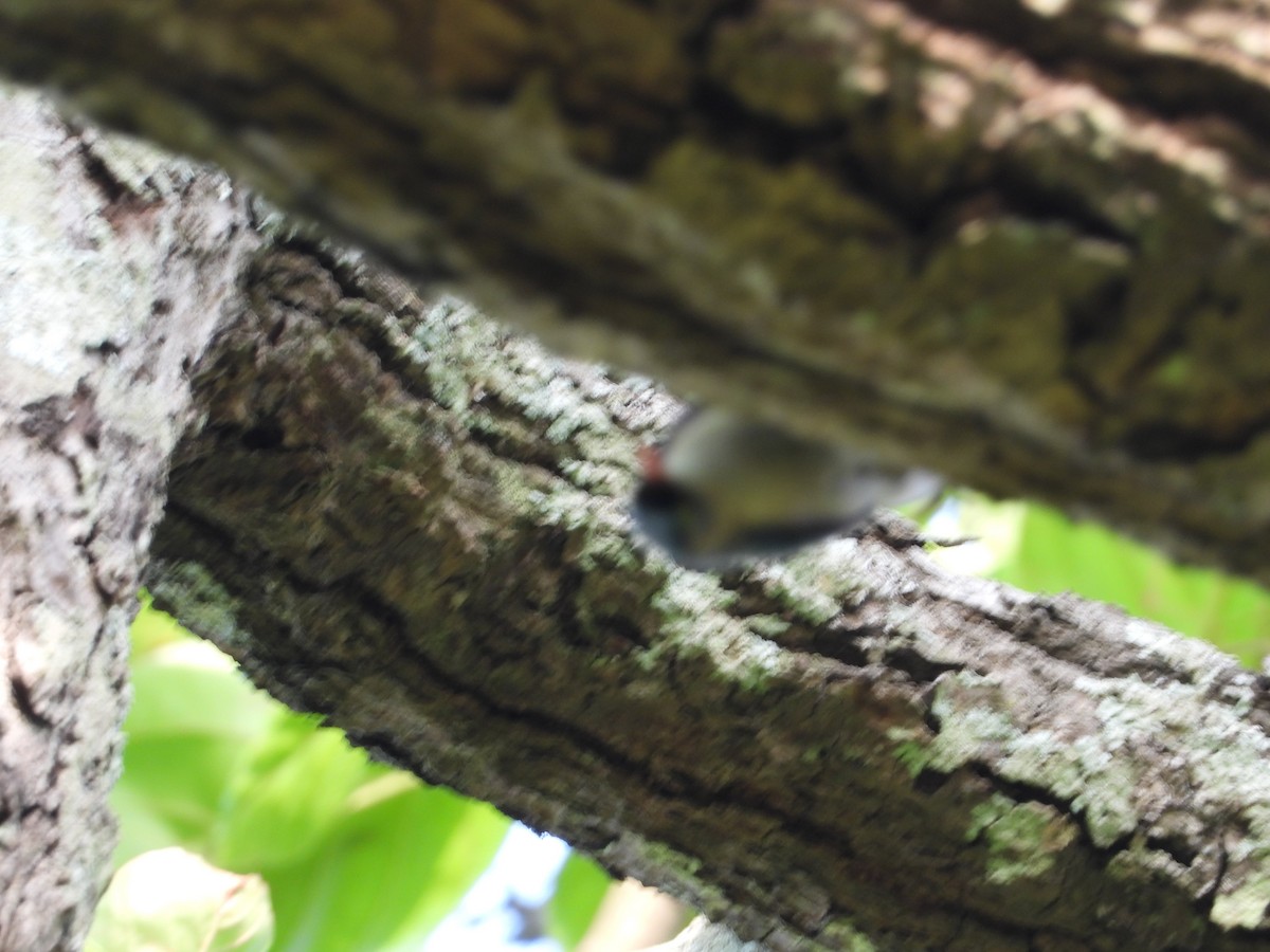 Velvet-fronted Nuthatch - ML620244723