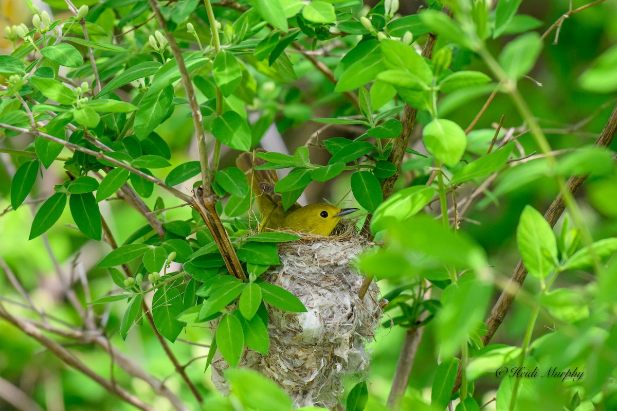 Yellow Warbler - ML620244727