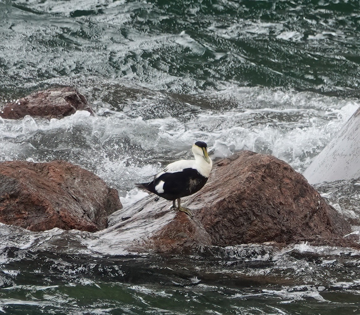 Common Eider - Cat McGraw